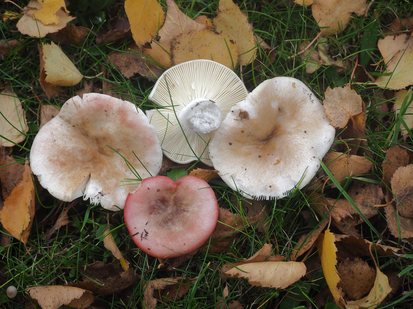 Russula exalbicans  by John Catterson 